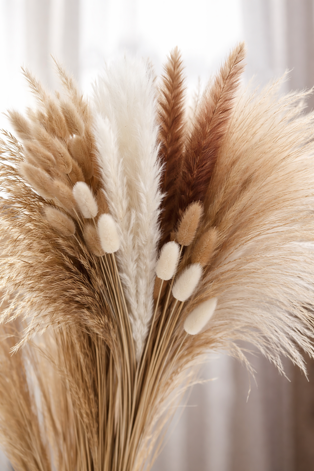 Pampasgras Boho Breeze (100-teilig)